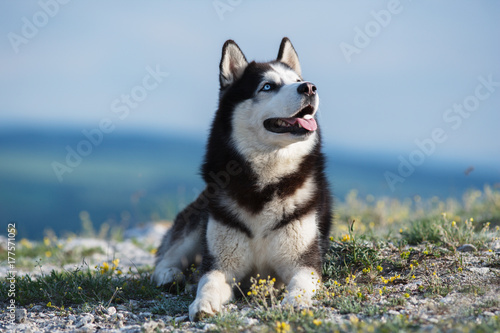 Black and white Siberian husky lying on a mountain on the background of the lake. The dog on the background of natural landscape. photo