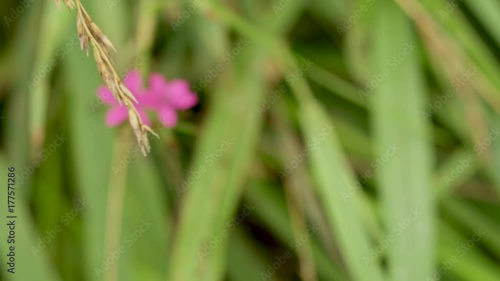 Pink wildflower shot with lots of white space Pink wildflower shot with lots of white space