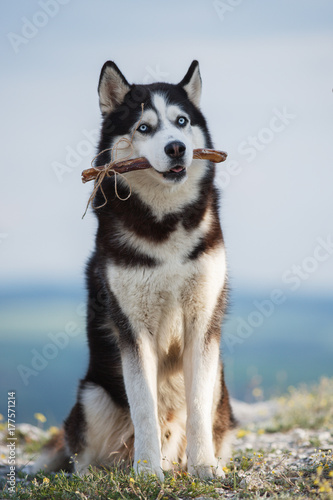 Black and white Siberian husky sitting on a mountain on the background of the lake and the forest and eats treats. The dog on the background of natural landscape.