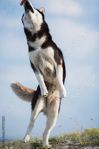 Jumping blue-eyed Funny Siberian Husky Dog open mouth Catching treat, Against the background of the sky and mountains. A dog catches treat on the nature background. Siberian Husky dancing