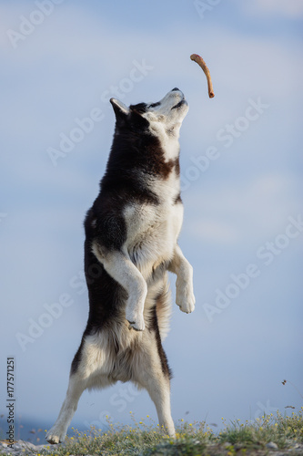 Jumping blue-eyed Funny Siberian Husky Dog open mouth Catching treat, Against the background of the sky and mountains. A dog catches treat on the nature background. Siberian Husky dancing