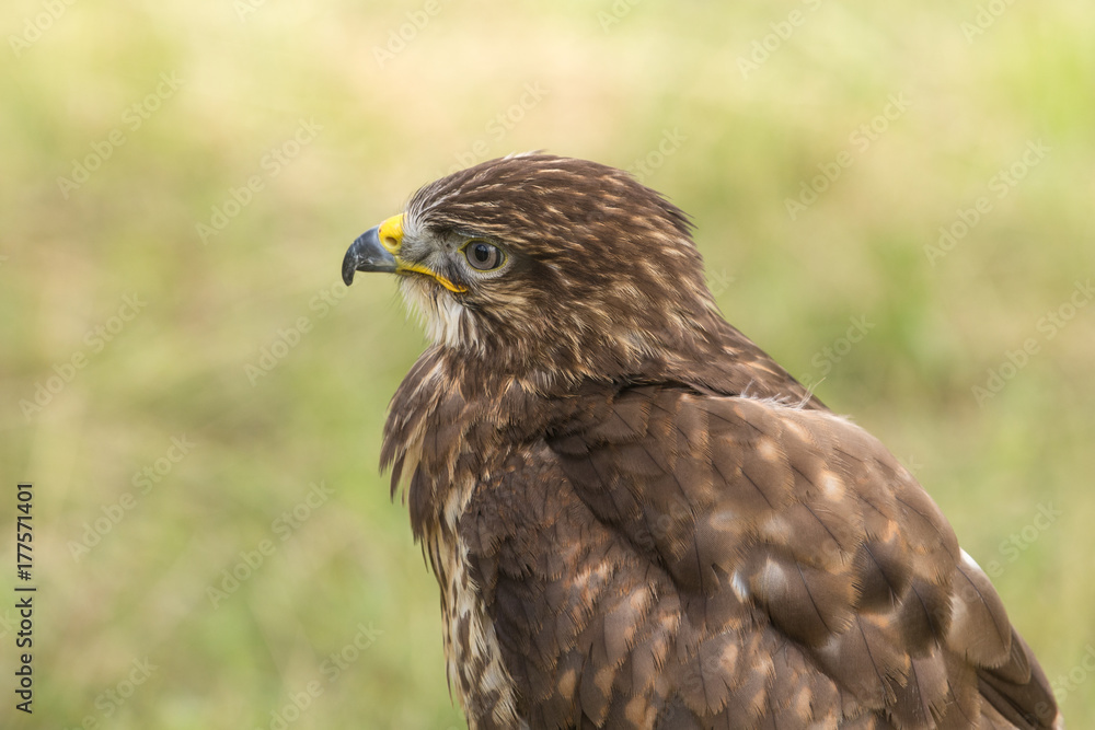 Aigle Aigle