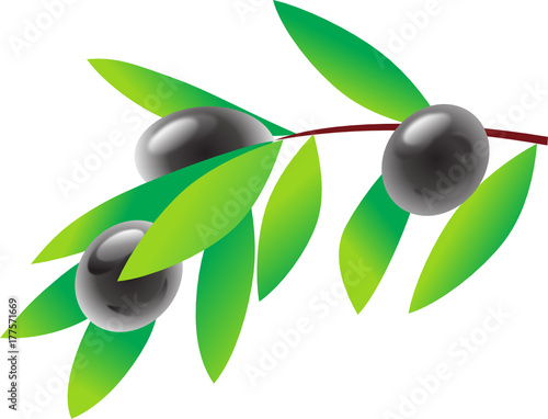 Black Olive