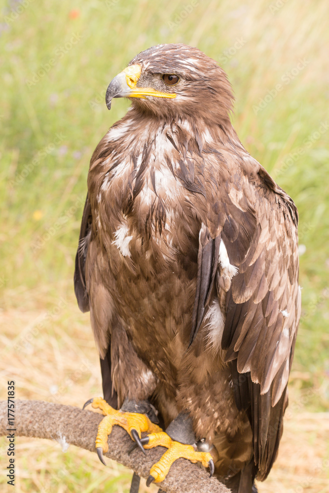 Fototapeta premium Rapace