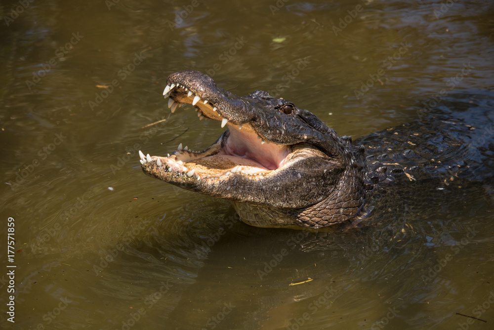 Large Alligator with mouth open in defensive posture in Florida lake Large Alligator with mouth open in defensive posture in Florida lake