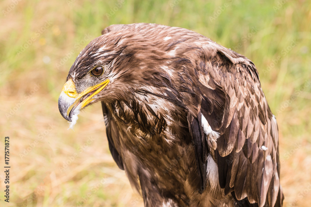 Obraz premium Rapace