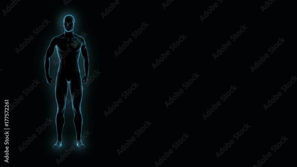 X-ray scan of a man with obesity losing weight concept of a healthy lifestyle with a blue glow 3d rendering 4k UHD video X-ray scan of a man with obesity losing weight concept of a healthy lifestyle with a blue glow 3d rendering 4k UHD video