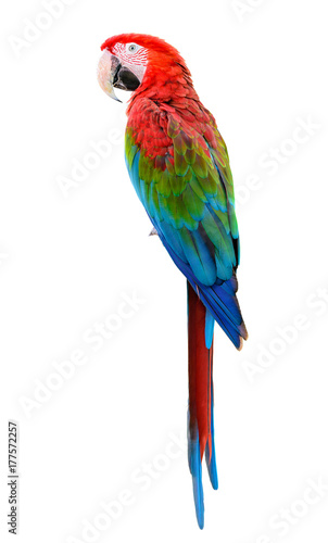 Fotografiet Scarlet Macaw, Colorful bird perching with white background and clipping path