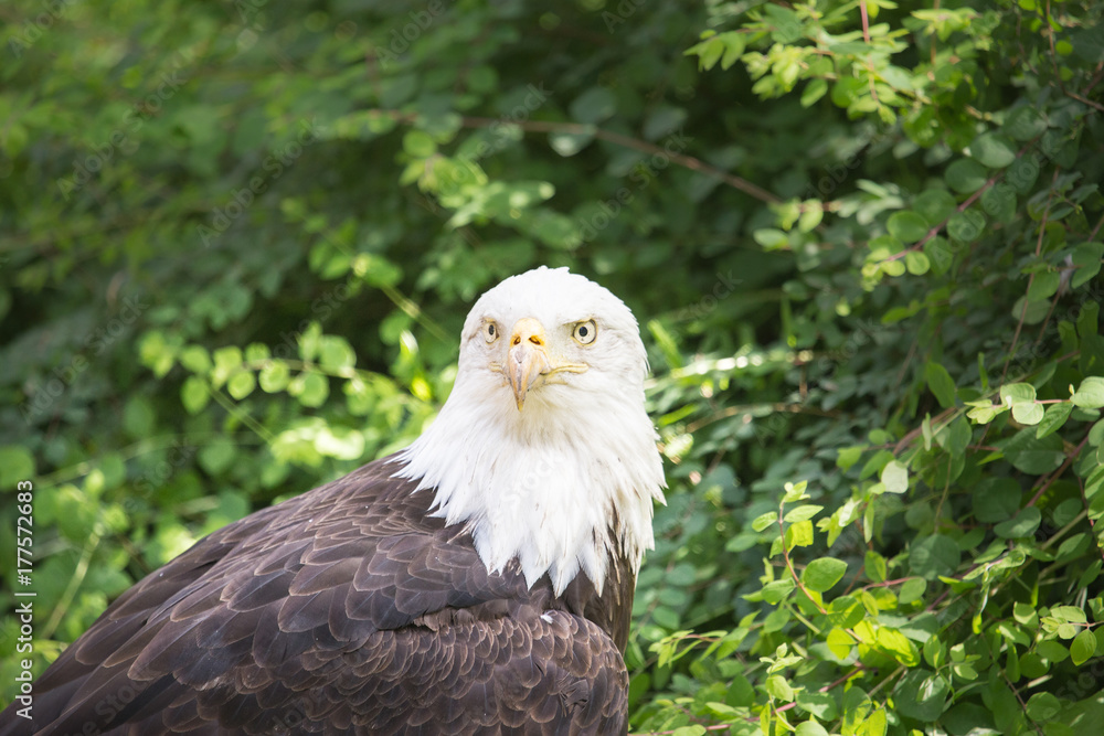 Fototapeta premium Rapace