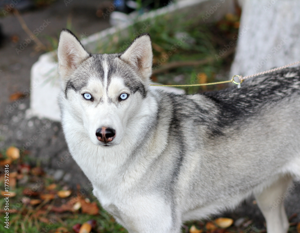 Blue eyes dog Laika