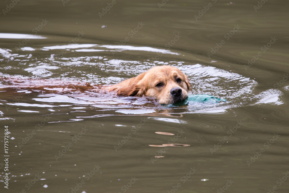 golden retrieversau travauk