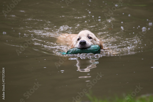 Golden retrievers