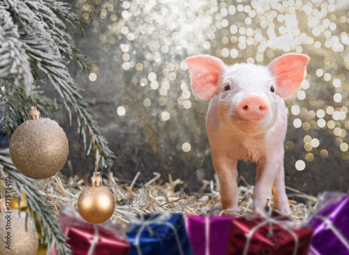 Rosa Ferkel unter Weihnachtsbaum, Weihnachtsgeschenk photo