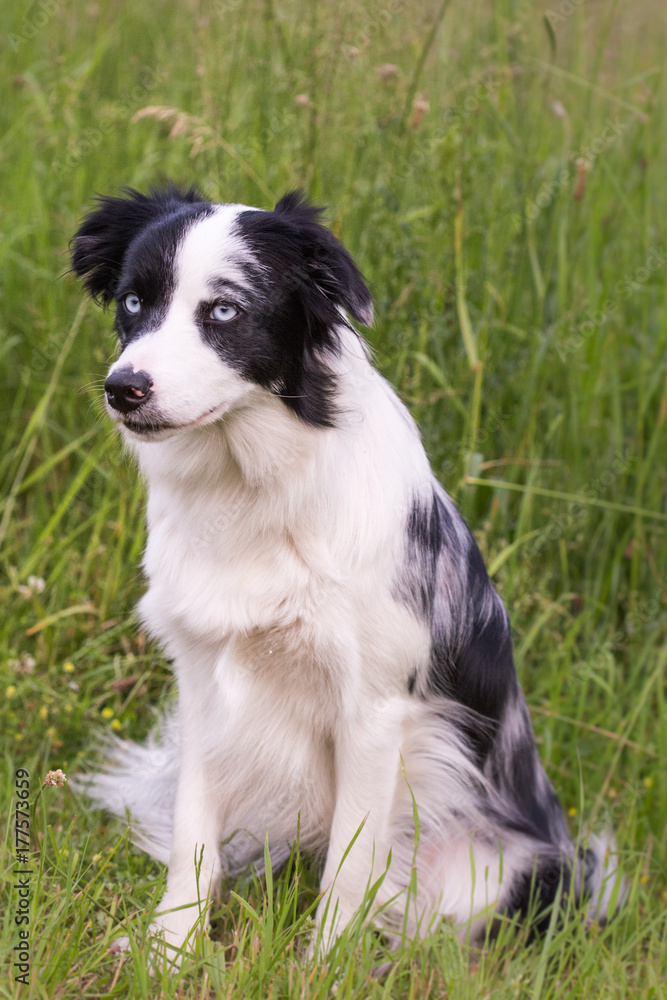 border collie