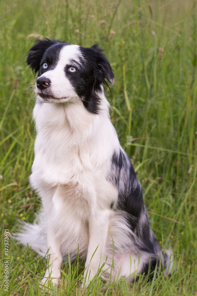 border collie