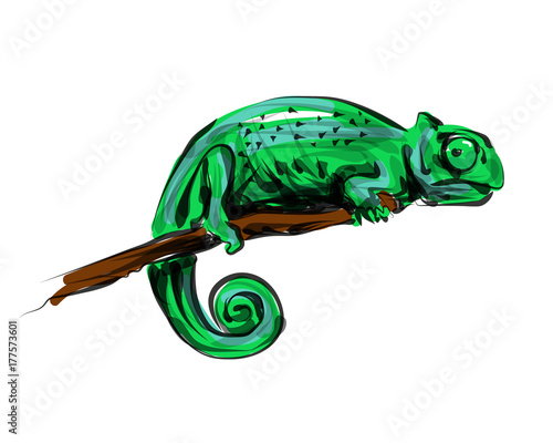 Vector color line sketch chameleon