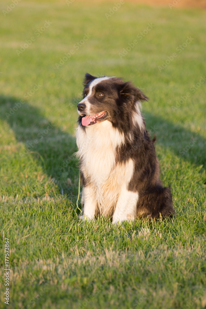 Border collie