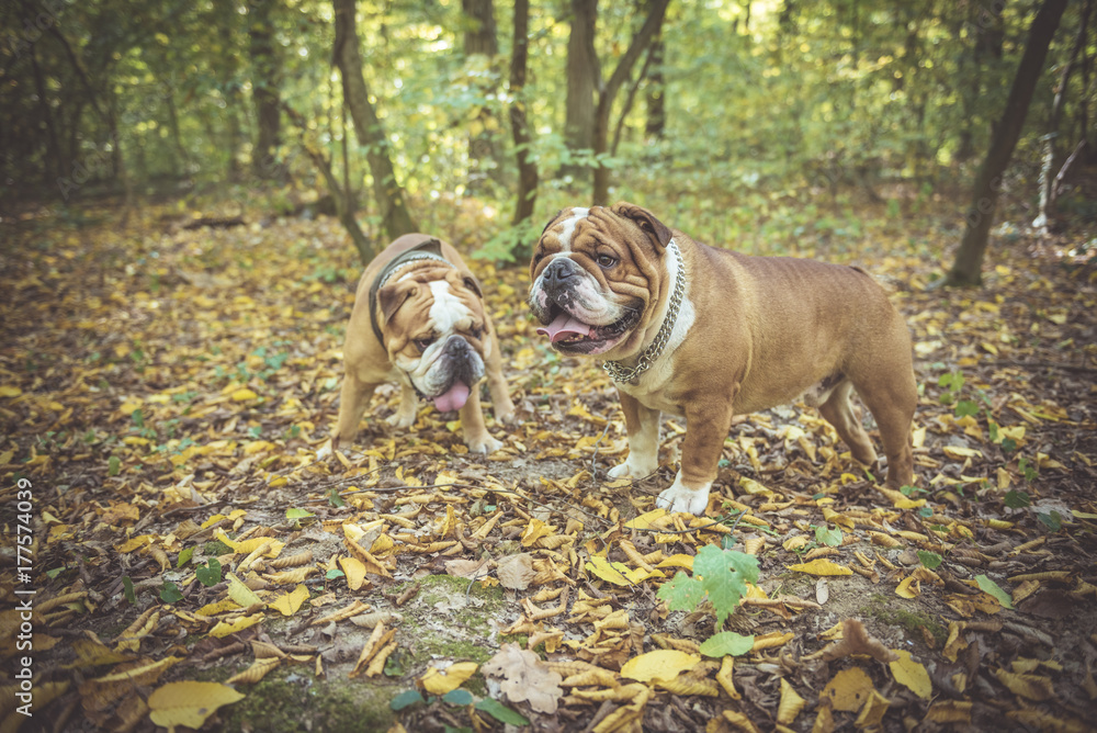 Two English bulldogs posing outdoor in the woods,selective focus