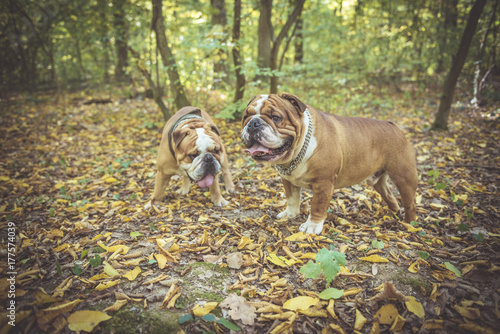 Two English bulldogs posing outdoor in the woods,selective focus