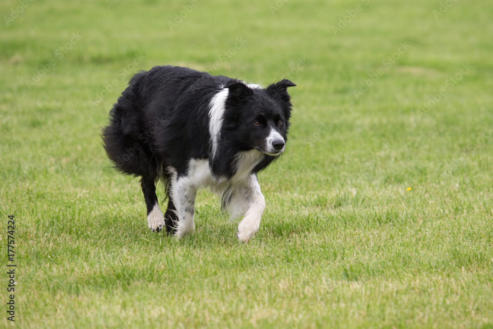 Fototapeta premium Border collie