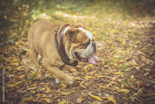 Active English bulldog in the park,blurred motion