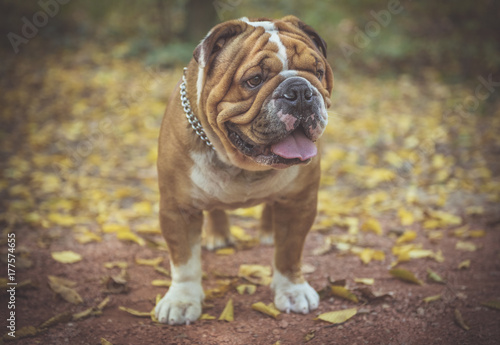 Beautiful English bulldog posing in the park