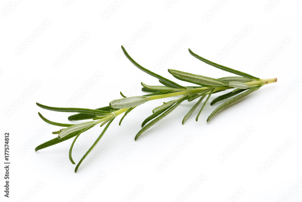 Rosemary isolated on white background, Top view. Rosemary isolated on white background, Top view.