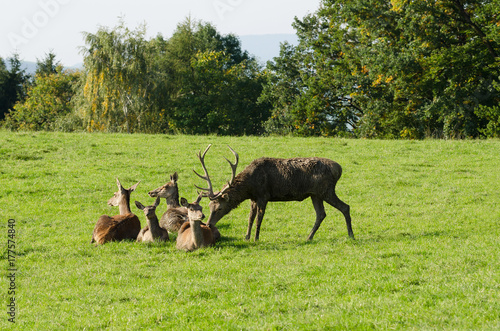 Mature stag sniffing at a doe. European red deer herd on a paddock in the summer sun. One mature stag  male  and four hinds  females . Group of Cervus elaphus in Western Europe. Photo.