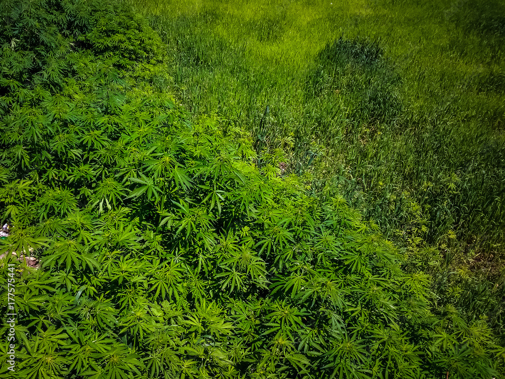 Field of marijuana Field of marijuana