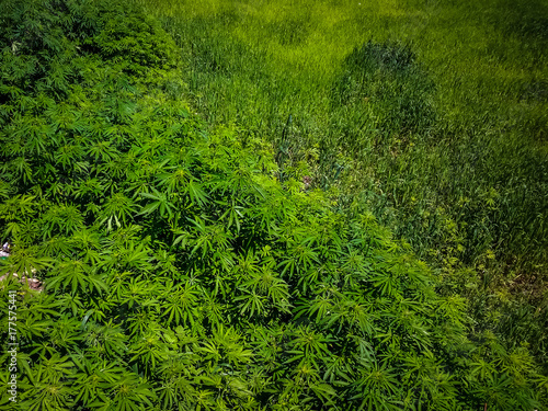 Field of marijuana