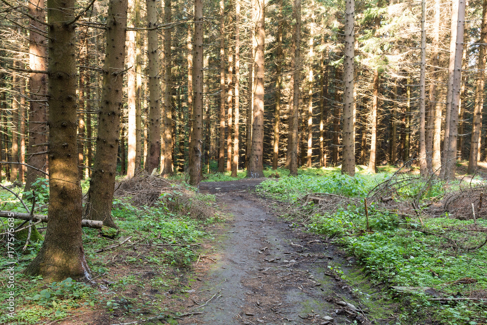 Obraz premium Wąska ścieżka oświetlona miękkim wiosennym światłem słonecznym. Leśna wiosna. Wiosna las naturalny krajobraz z drzewami leśnymi