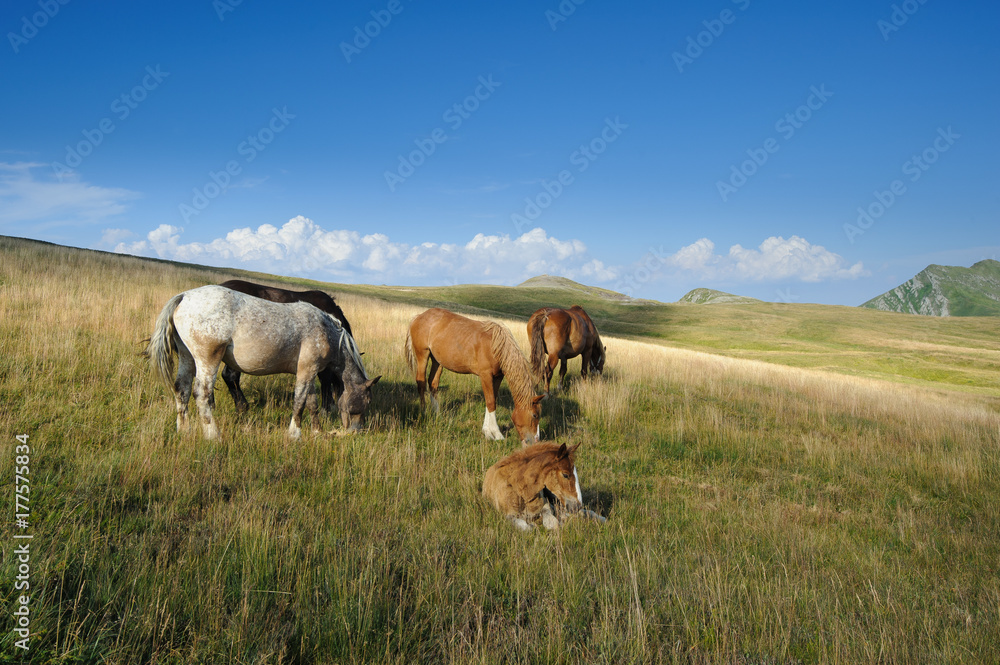Horses left free to graze in the hills. Watching them creates a sense of peace and serenity. Horses left free to graze in the hills. Watching them creates a sense of peace and serenity.