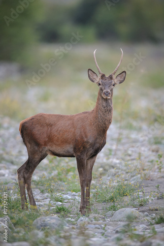 Fototapeta Naklejka Na Ścianę i Meble -  A young deer fuse photographed in its natural setting.100% wild Cervus elaphus