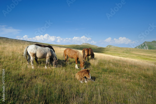 Horses left free to graze in the hills. Watching them creates a sense of peace and serenity. © Montipaiton