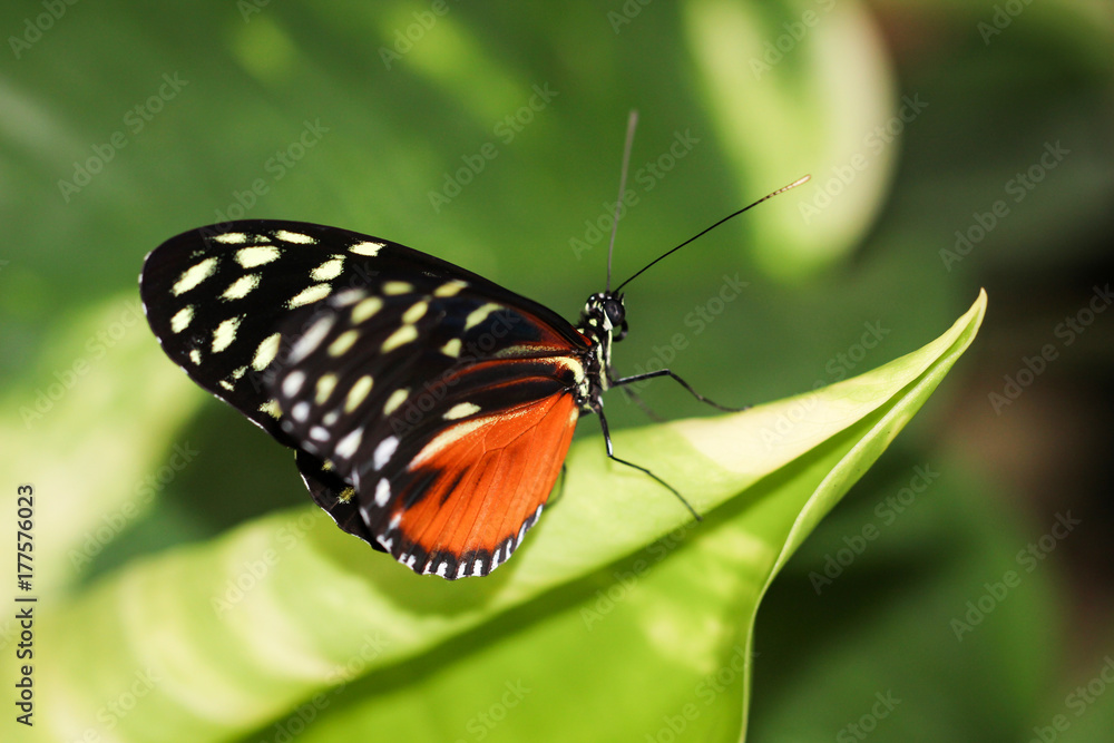 Heliconius hecale, Goldener Hekale, Schmetterling Heliconius hecale, Goldener Hekale, Schmetterling