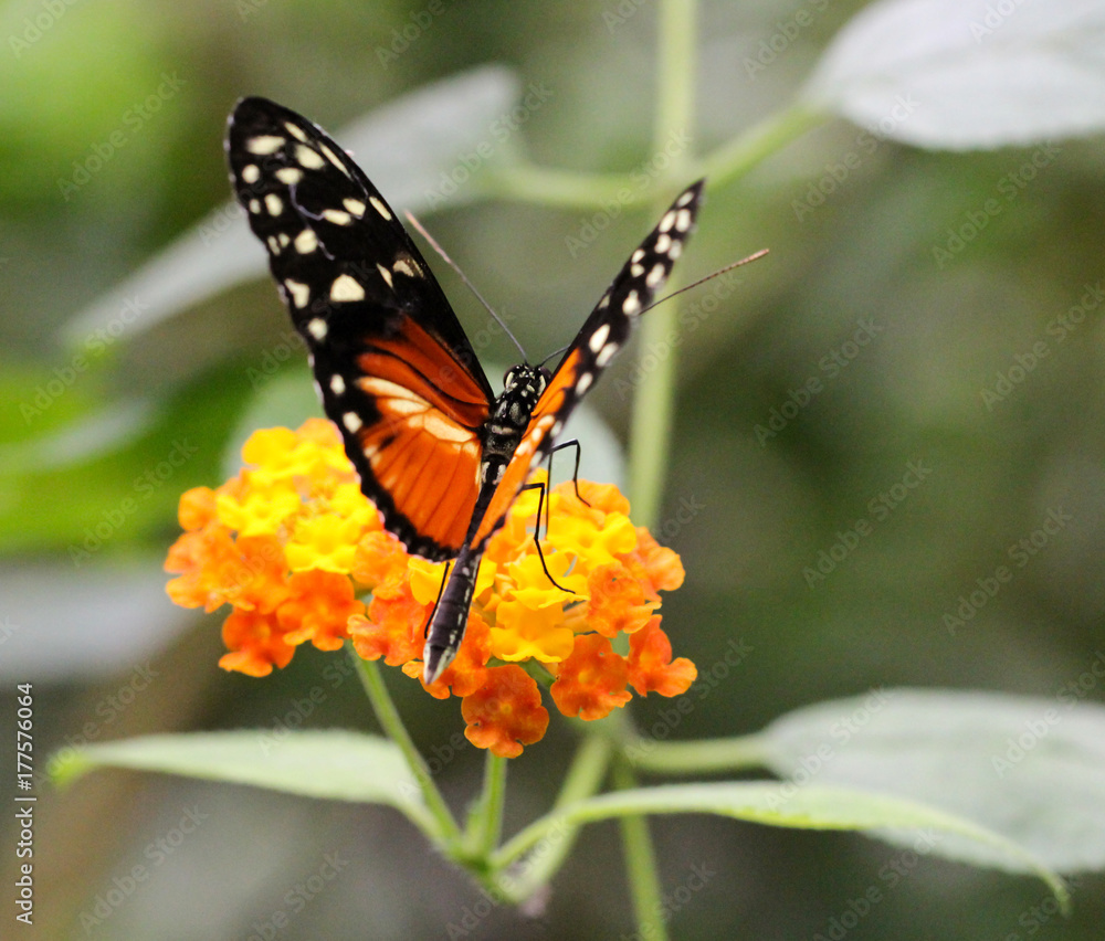 Heliconius hecale, Goldener Hekale, Schmetterling Heliconius hecale, Goldener Hekale, Schmetterling