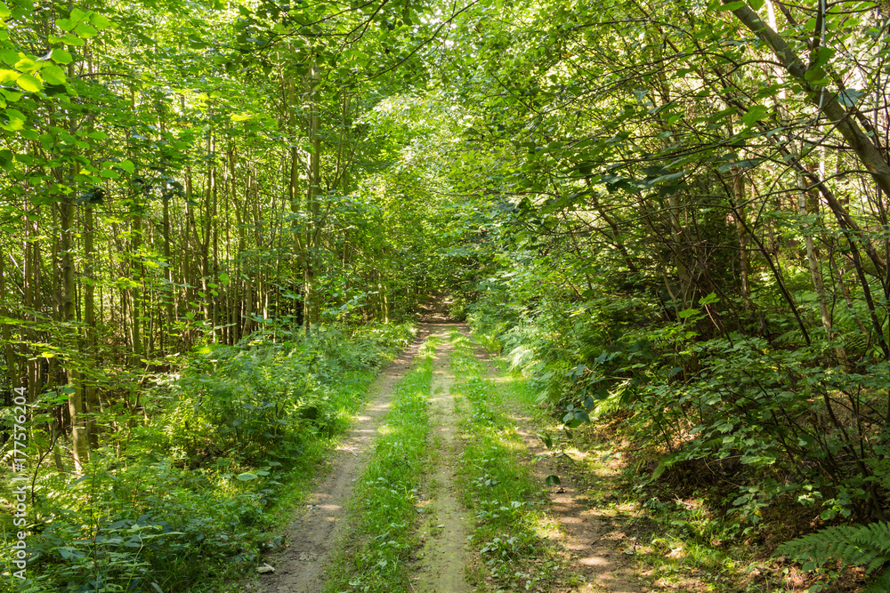 Narrow path lit by soft spring sunlight. Forest spring nature. Spring forest natural landscape with forest trees Narrow path lit by soft spring sunlight. Forest spring nature. Spring forest natural landscape with forest trees