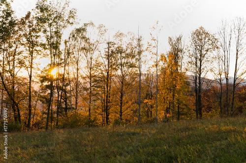 Summer landscape of young green forest