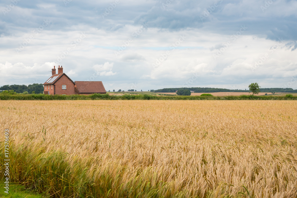 Golden field of wheat and farmhouse in the English Countryside with Stormy Clouds, Yorkshire Wolds Way