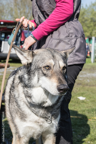 Cuadro en lienzo chien loup yougoslave