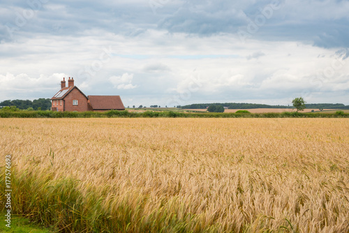 Golden field of wheat and farmhouse in the English Countryside with Stormy Clouds  Yorkshire Wolds Way