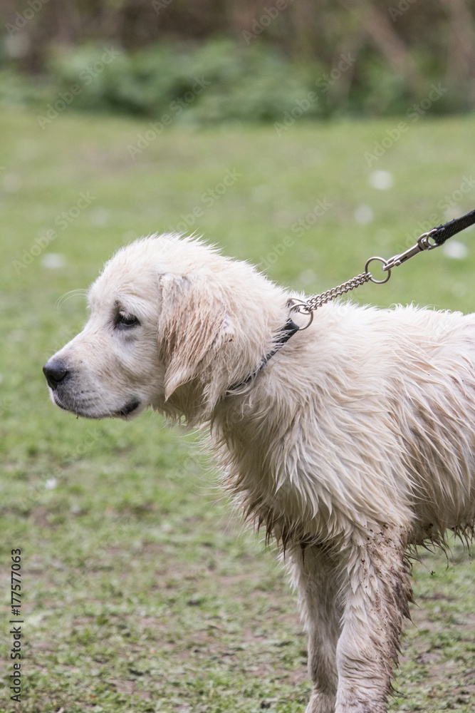 Golden retrievers report dog Golden retrievers report dog