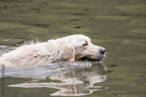 Golden retrievers   report dog