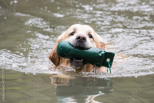 Golden retrievers   report dog