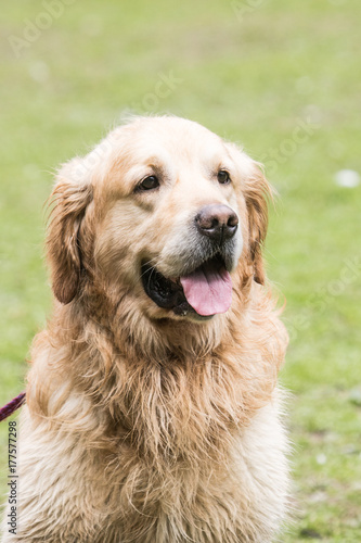 Golden retrievers report dog