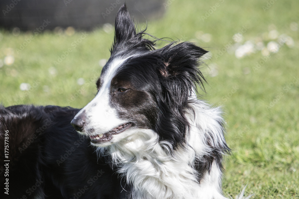 Bordie collie