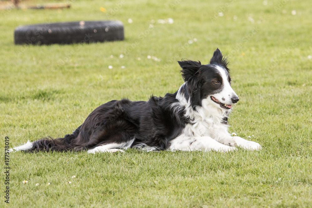 Bordie collie Bordie collie