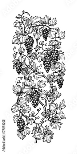 Hand drawn vector illustration of grapes.