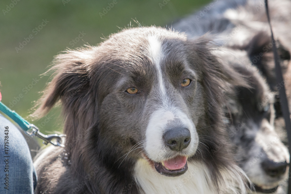 Bordie collie