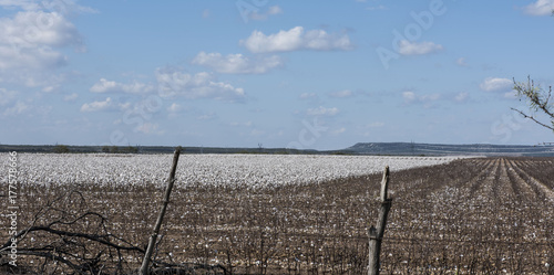 Cotton Field during harvest